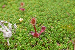Drosera stenopetala