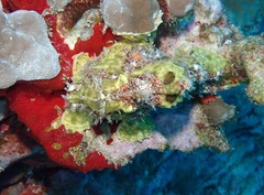 Antennarius commerson