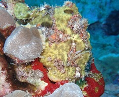 Antennarius commerson