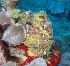 Antennarius commerson