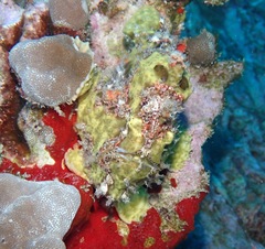 Antennarius commerson
