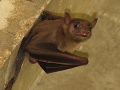 Rousettus