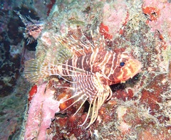 Pterois sphex