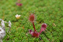 Drosera stenopetala