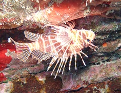 Pterois sphex
