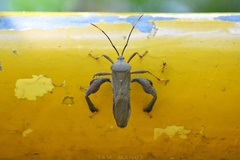 Pseudomictis distinctus