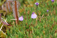 Utricularia dichotoma