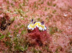 Goniobranchus vibratus