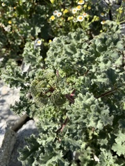 Phacelia pedicellata