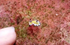 Goniobranchus vibratus