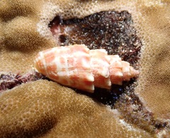 Mitra stictica