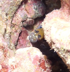 Gymnothorax rueppelliae