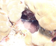 Gymnothorax rueppelliae
