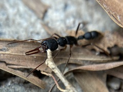 Harpegnathos venator