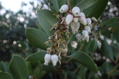 Arctostaphylos rainbowensis