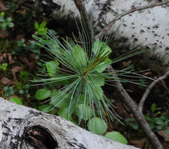Pinus pumila
