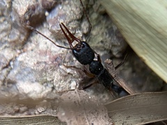 Harpegnathos venator