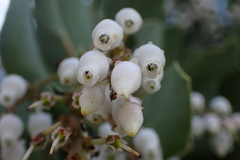 Arctostaphylos rainbowensis