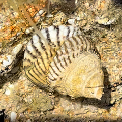 Bembicium nanum