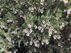 Arctostaphylos rainbowensis