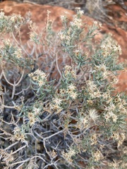 Ericameria linearifolia