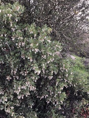 Arctostaphylos rainbowensis