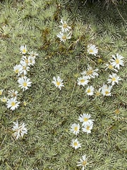 Celmisia sessiliflora