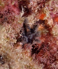 Entoprocta