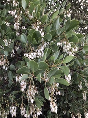 Arctostaphylos rainbowensis