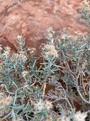 Ericameria linearifolia