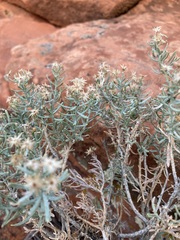 Ericameria linearifolia