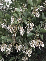 Arctostaphylos rainbowensis