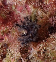 Entoprocta