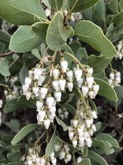 Arctostaphylos rainbowensis