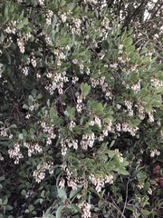 Arctostaphylos rainbowensis