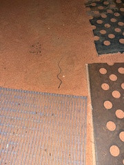 Delma tincta
