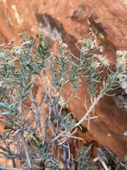 Ericameria linearifolia