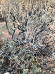 Ericameria linearifolia