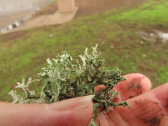Ramalina subleptocarpha