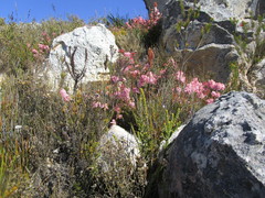 Erica daphniflora daphniflora