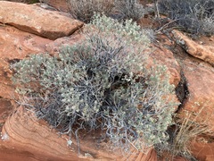 Ericameria linearifolia