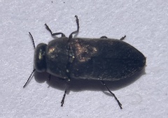 Diphucrania