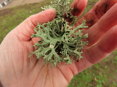 Evernia prunastri