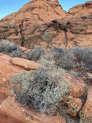 Ericameria linearifolia