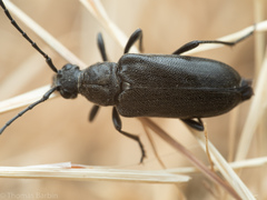 Lepturopsis dolorosa