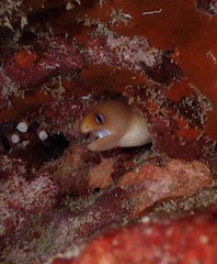 Gymnothorax melatremus