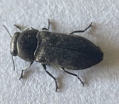 Diphucrania