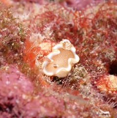 Glossodoris rufomarginata