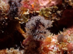 Entoprocta