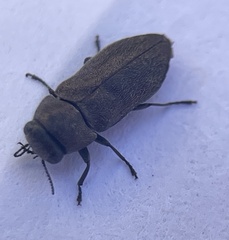 Diphucrania